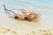 Dry pine branches with cones washed up on the sea shore after breaking wave.