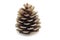 Dry pine cone