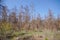 Dry pine forest. Spruce died of disease in the forest. dead pines in the forest.