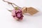 Dry pink rose and leaves, Blooming rose dried on white background