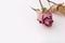 Dry pink rose and leaves, Blooming rose dried on white background