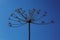 Dry plant against the sky