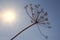 Dry plant against the sky