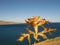 Dry plant with blue sea