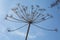 Dry plant on blue sky