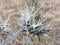 Dry plant with field thorns in Aljaraque province of Huelva Spain