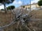 Dry plant with field thorns in Aljaraque province of Huelva Spain