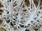 Dry plant with field thorns in Aljaraque province of Huelva Spain