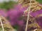 Dry plant with flowery background still life