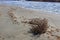 Dry plant pushed by the wind on the shore.