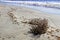 Dry plant pushed by the wind on the shore