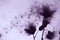 Dry plant with seeds against the sky. It looks like a dandelion. Pink purple sunset. Wildflower seeds in the wind.