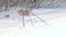 Dry plant in snow. Grass in snow. Dried grass on snow covered field in winter