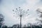 Dry plant, umbrella head with seeds on stem, soft blurry cloudy sky background. Minimalism