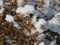 Dry plants beautifully covered with snow.