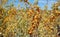 Dry plants during drought in the savanna on a sunny day in South Africa. Dying shrubs and bushes against a blue sky