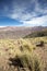 Dry plants at the Quebrada de Humahuaca, Northern Argentina