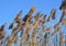 Dry plants reed blowing in the wind, South Bohemia