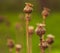 Dry poppy plant