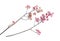 Dry, pressed pink small carnation flowers on a branch illustrat