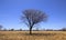 Dry Prickly Acacia tree in Arid outback Queensland