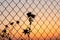 Dry prickly grass behind a fence at sundown