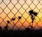 Dry prickly grass behind a fence at sundown