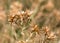 Dry prickly grass outdoors