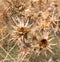 Dry prickly grass outdoors
