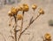 Dry prickly plant, thistle, close-up.