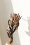 Dry protea flower in sunny warm light on white background with copy space. Creative image. Dried protea in sunlight with shadow.