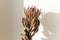 Dry protea flower in sunny warm light on white background with copy space. Creative image. Dried protea in sunlight with shadow.