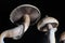 Dry Psilocybe cubensis. Albino A strain. Psilocybin Mushroom. Psilocybin mushroom