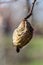 Dry quince fruit in the crown of the tree