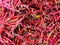 Dry red chillis background, food ingredient, top view