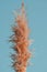 Dry reed  against blue sky, minimal trendy art nature poster