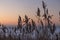 Dry reed covered with frost. High frozen stalks of reeds on the shore of a sea. Winter, silent dusk colors