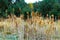 Dry reed. Grass on the autumn meadow, fir forest. Pastel reeds plantation. autumn grasses with spikelets of beige color Abstract