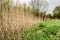 Dry reed and green grass. Reeds of grass. Green meadow with blooming high grass. Grass background. Rural scenery