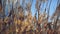 Dry reed plants on a sunny autumn day.