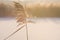 Dry reed on the river, reed inflorescences, reed seeds. Soft sunny background. Object is special defocused