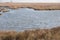 Dry reed and seagulls in the lagoon of Chioggia, Italy.