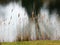 Dry reed stalks, Phragmites australis