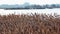 Dry reed sways Phragmites communis in the wind, wetlands of Ukraine, Tiligul estuary