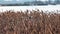 Dry reed sways Phragmites communis in the wind, wetlands of Ukraine, Tiligul estuary