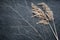 Dry reed and a thin graceful branch on a black textured background. Copy space.