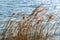 Dry reed in the wind on the lake shore