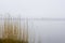 Dry reeds against the backdrop of a misty lake