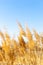 Dry reeds against a blue sky. Golden reed grass in the spring in the sun. Abstract natural background. Beautiful pattern with