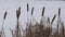 Dry reeds along the frozen reservoir in winter.